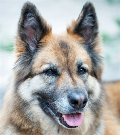 german shepherd mix with husky